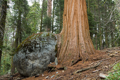 SEQUOIA N.P.