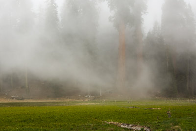 SEQUOIA N.P.