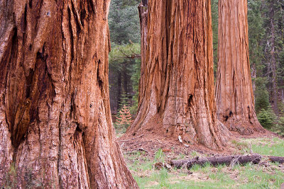 SEQUOIA N.P.