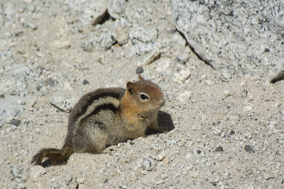 CHIPMUNK AT OLMSTED POINT