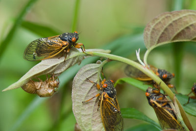 CICADAS