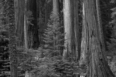 SEQUOIA N.P., CALIFORNIA