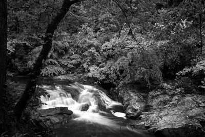 MOUNTAIN STREAM, SMOKY MOUNTAINS N.P.