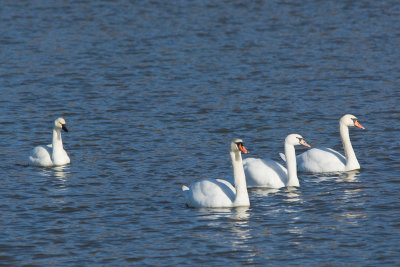 TUNDRA SWAN WITH MUTE SWANS