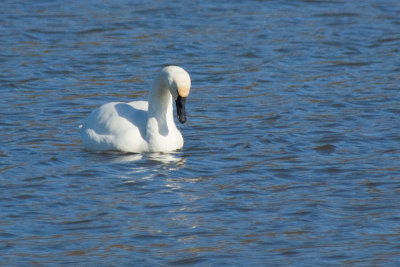 TUNDRA SWAN