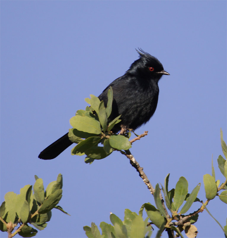 Phainopepla.jpg