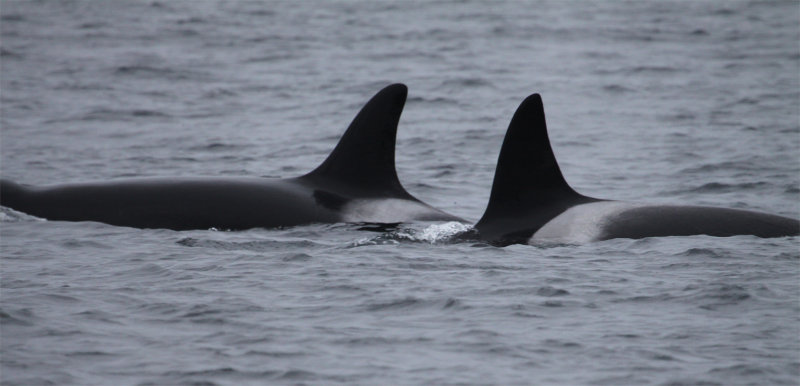 9-11-13 Orcas