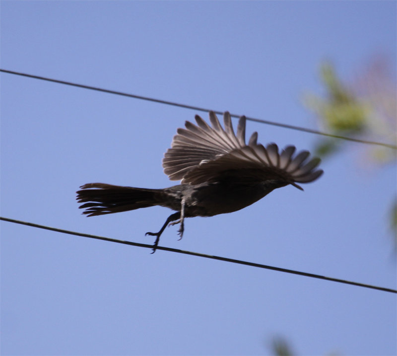 Phainopepla imm. in flight