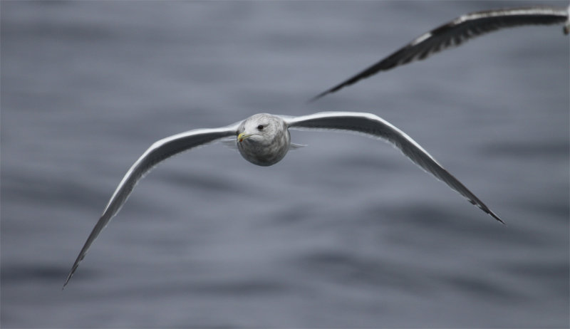 Adult Thayers Gull 4