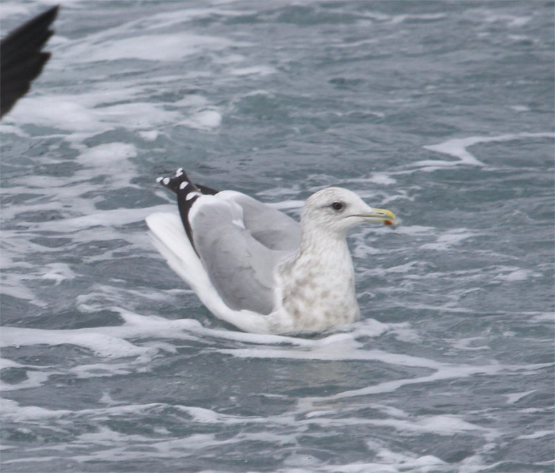 Adult Thayer's Gull 5
