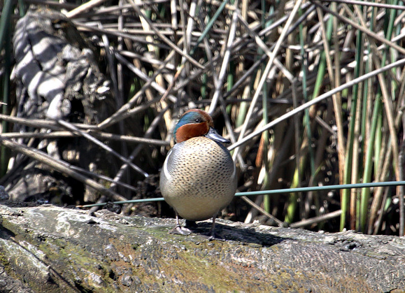 Green-winged Teal