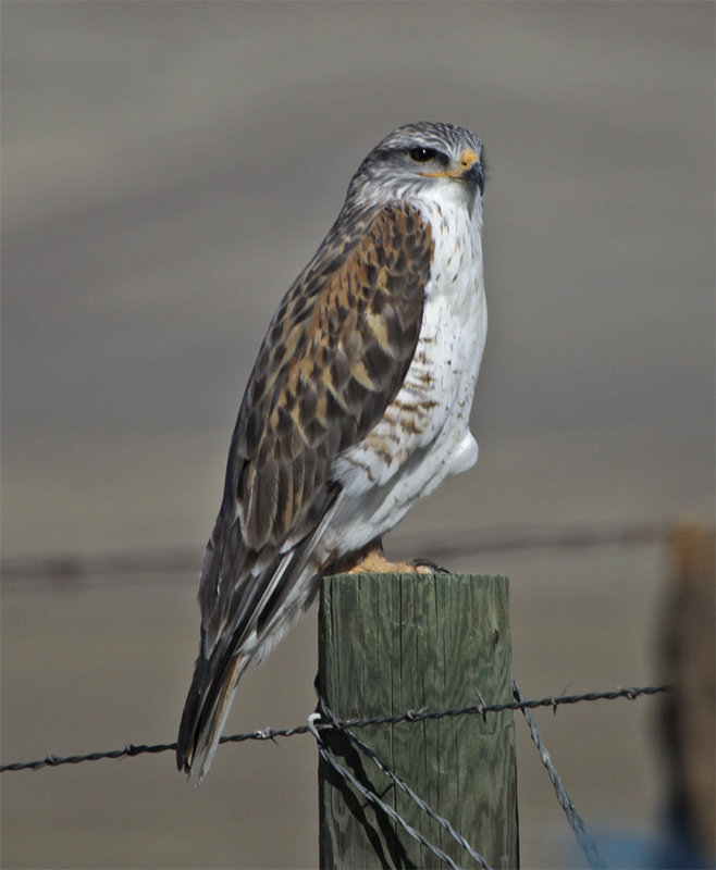 Ferruginous Hawk