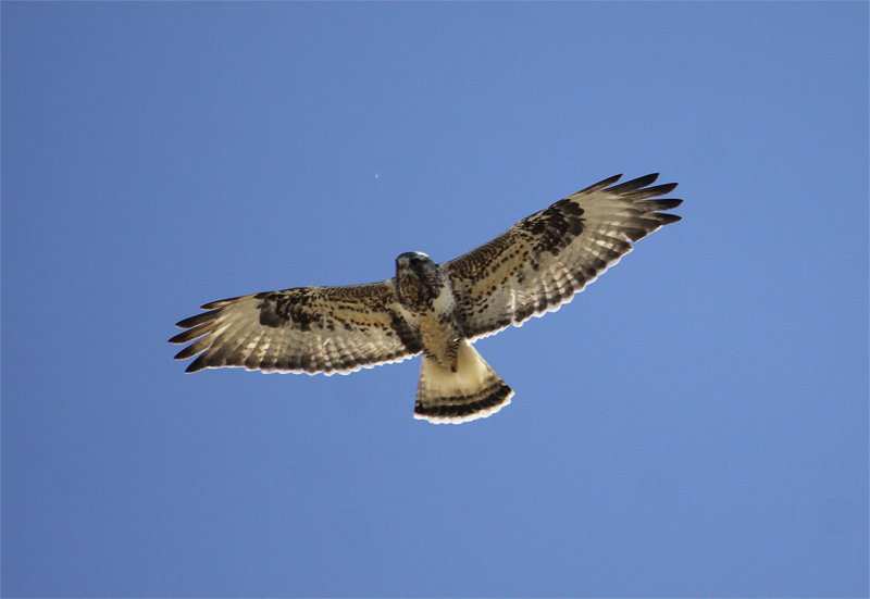 Rough-legged Hawk (adult male)