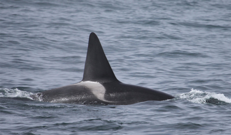 Male Orca