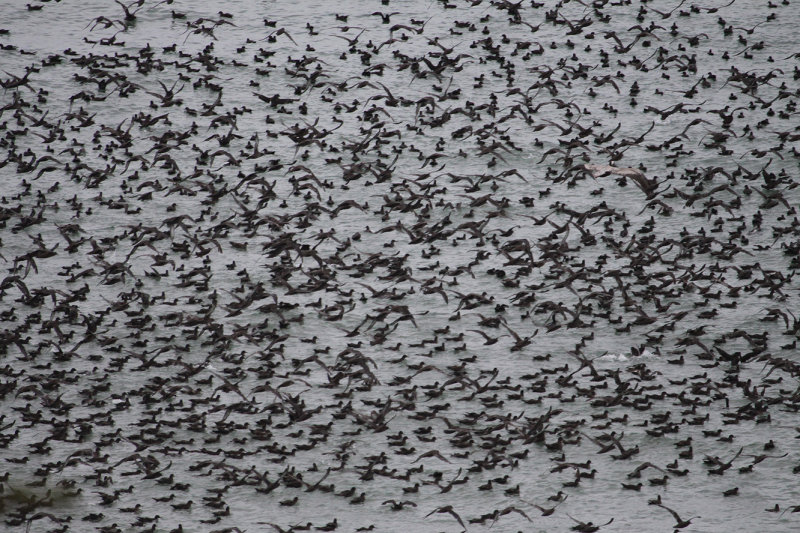 More of Sooty Shearwater Flock