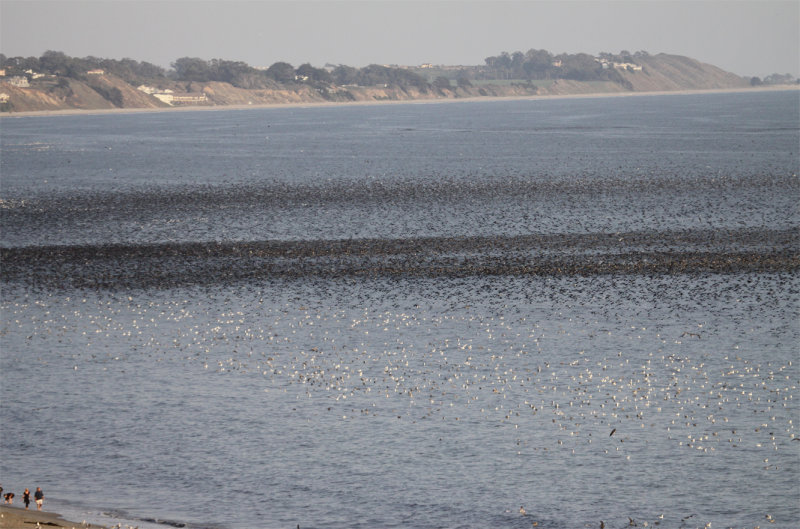 July 28 Sooty Shearwater Flock - Seacliff/Rio Del Mar