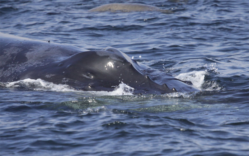 Humpback Whale 9-14-14