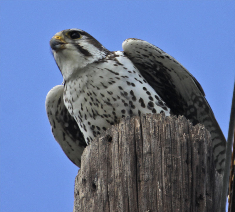 Prairie Falcon