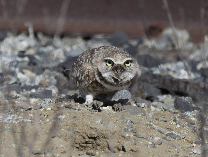 Burrowing Owl - Watsonville