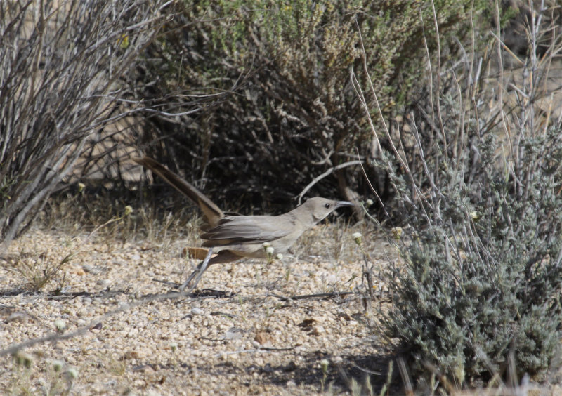 LeConte's Thrasher