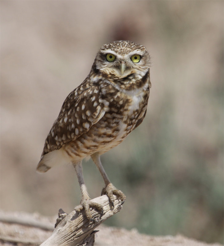 Burrowing Owl - Salton Sea