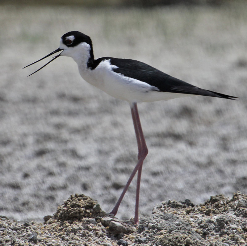 Black-necked Stilt