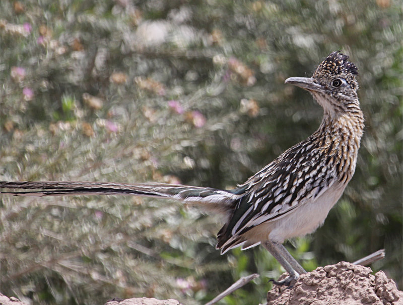 Greater Roadrunner