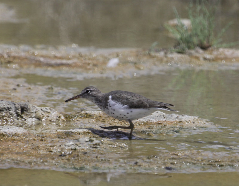 Spotted Sandpiper