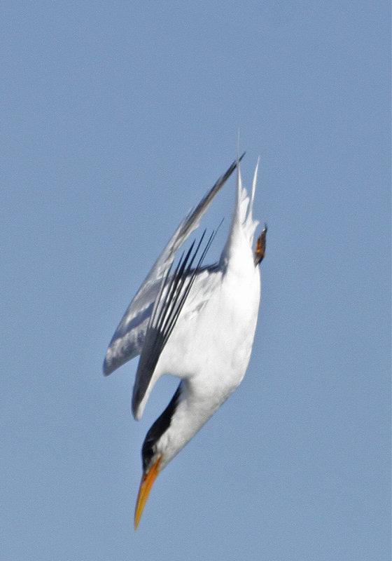 Elegant Tern, dive 2