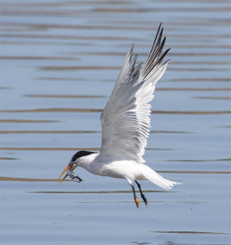 Elegant Tern & Fish v 1
