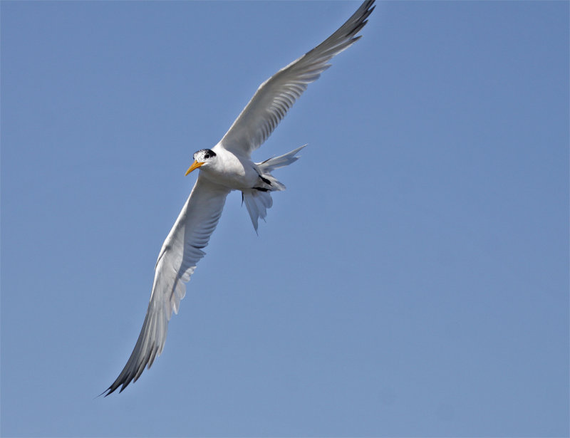 Elegant Tern in Flight