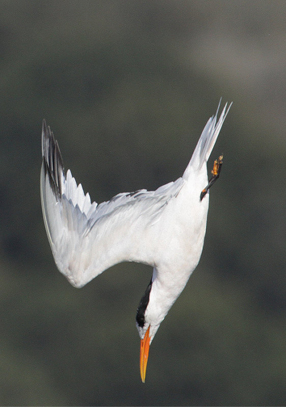 Elegant Tern-dive