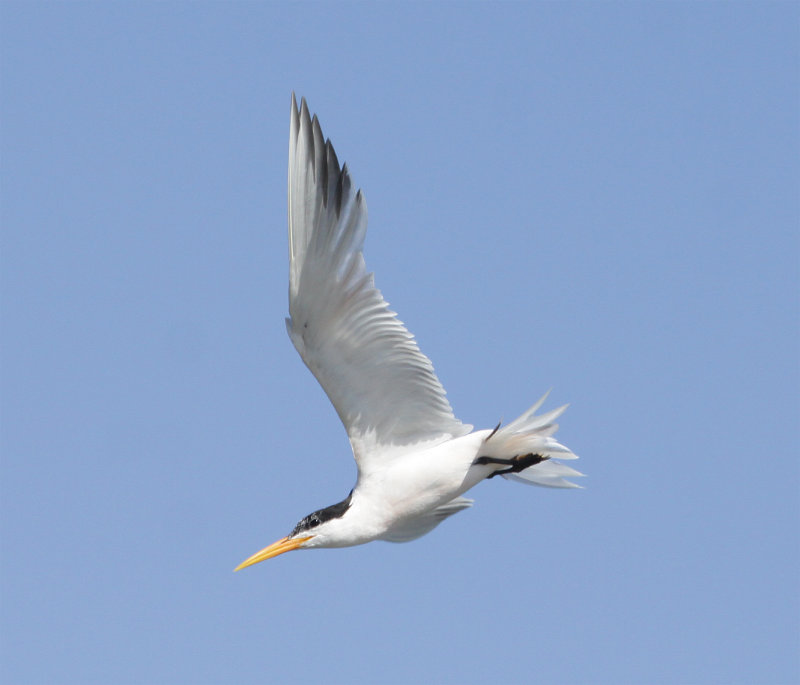 Elegant Tern