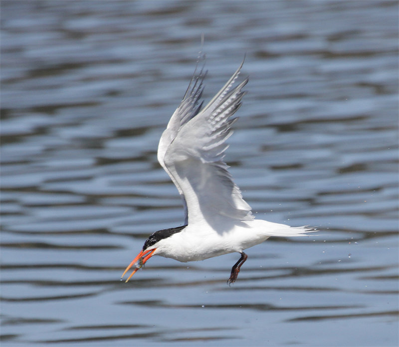 Elegant Tern with fish