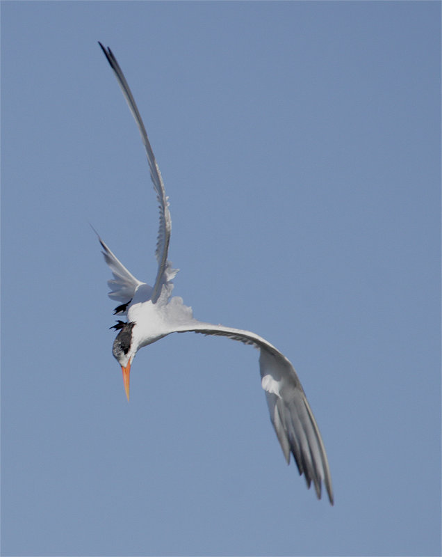 Twist 'n Tern