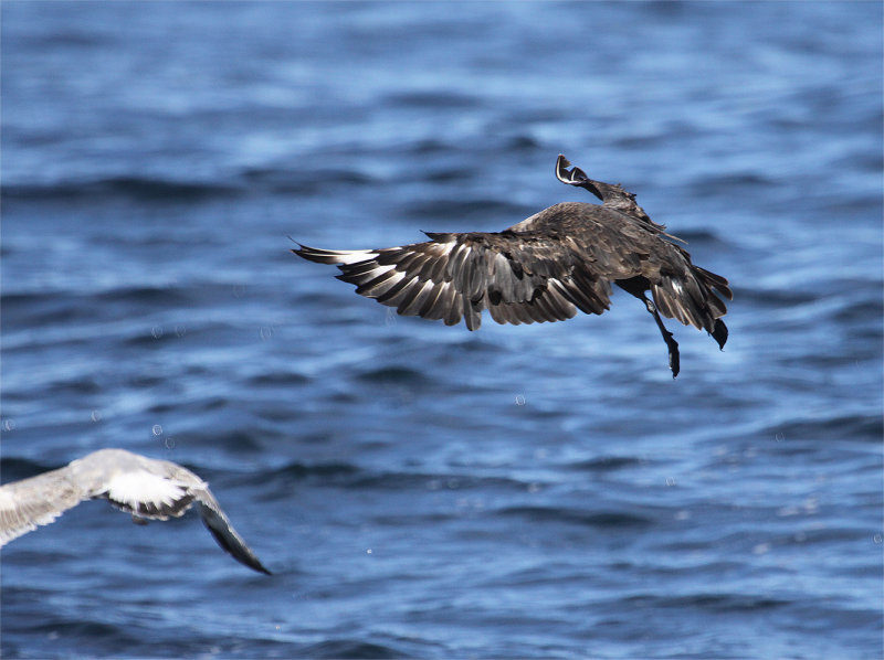 South Polar Skua about to hammer a gull