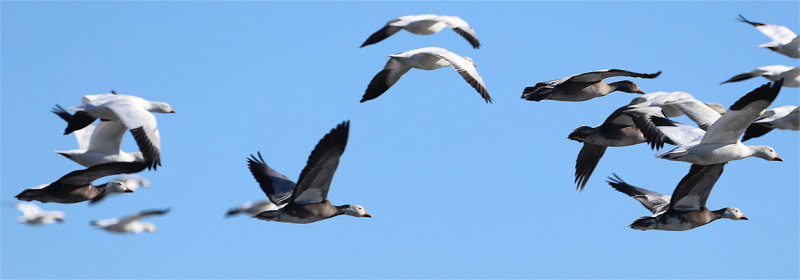 Blue Geese in Flight 