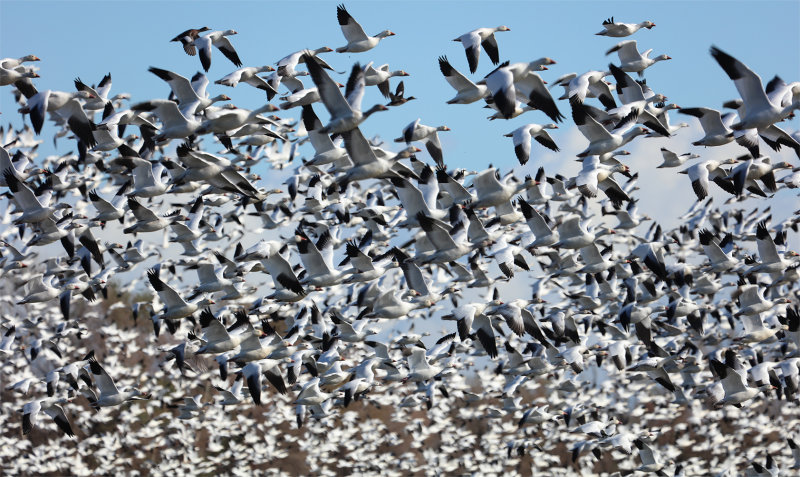 Ross' and Snow Geese