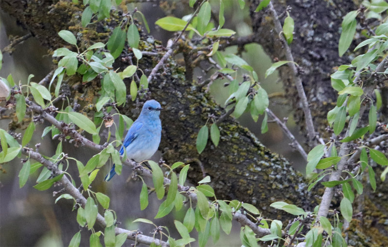 Mountain Bluebird - near the Sutter Buttes