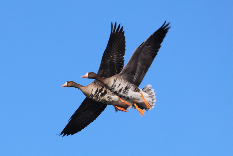 Greater White-fronted Geese Pair