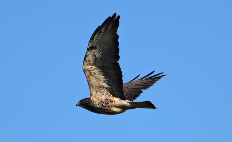 Swainson's Hawk - San Benito County April 2016