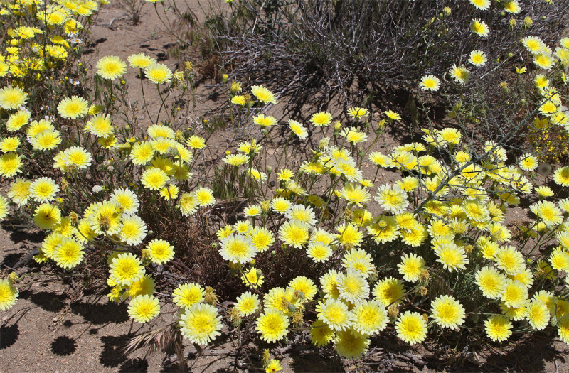 Joshua Tree National Park May 2016 more flowers