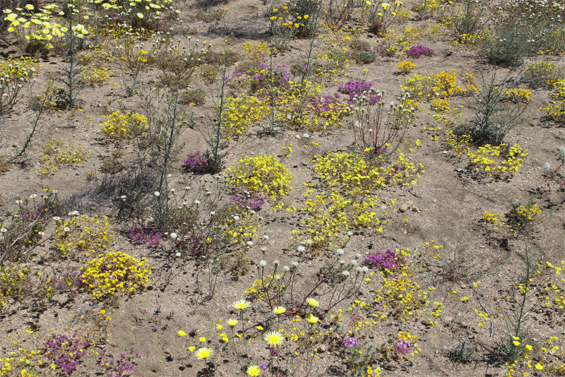 Joshua Tree National Park May 2016 Flowers