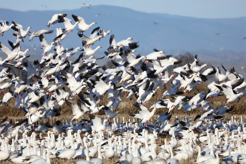 White Geese Taking Flight - early December 2016