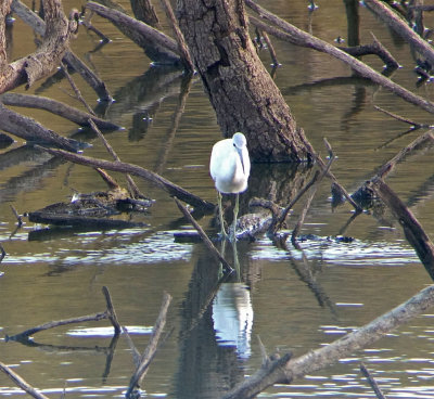 Little Blue Heron