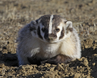 Badger