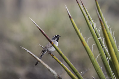 Singing Black-throated Sparrow