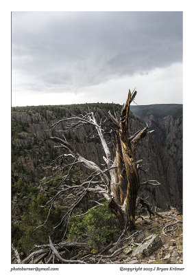 Dead tree 
