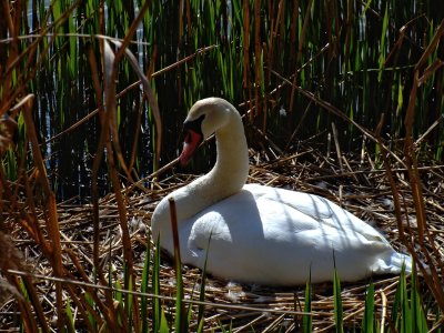 The Swans Nest.jpg