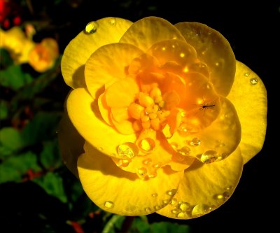 Mainau Gold.jpg